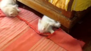 Белые котята 2016 - Small white kittens part two