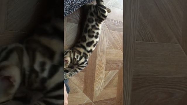 Леопард съел тапочек смотреть онлайн