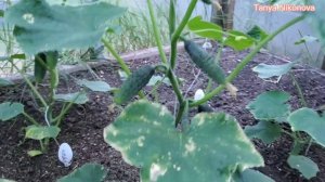 ОГУРЦЫ СОБИРАЕМ КАЖДЫЕ ЧЕТЫРЕ ДНЯ. СЕЗОН 2022.