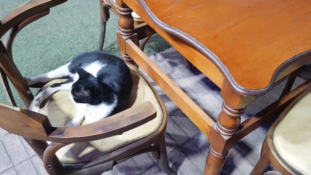Черно - белый котик. Владелец кафе. Бизнесмен. В год черного кота - символ удачи. Любителям котиков