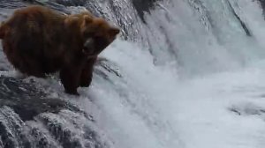 Brooks Falls Bears, Katmai AK