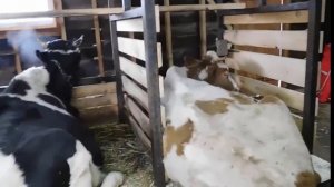 Мини ферма 5 голов комментарии технолога