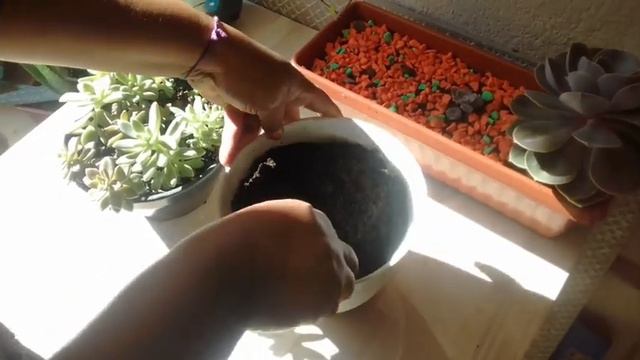 Echeveria perle von nurnberg: Replantio смотреть онлайн