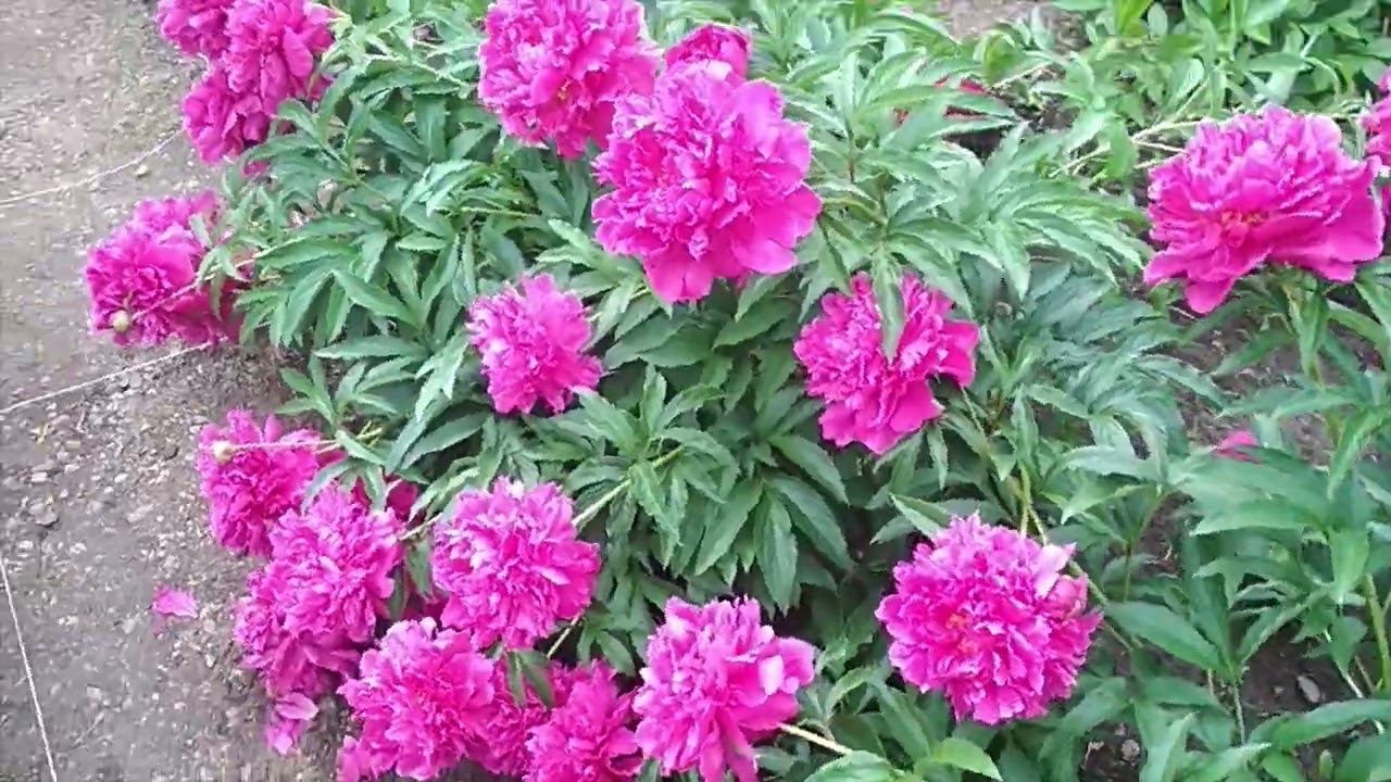 MIRACLE multilayered peonies  pink flowers , magic  многослойные розовые пионы красота пионы
