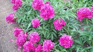MIRACLE multilayered peonies  pink flowers , magic  многослойные розовые пионы красота пионы
