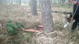 Сухостой, заготовка древесины.