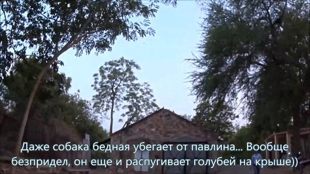 Индия Влог 347. Парк с живыми гуляющими павлинами в центре Джайпура. Мини храмы и городской музей смотреть онлайн