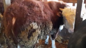 Герефорды на привязи 3 месяца