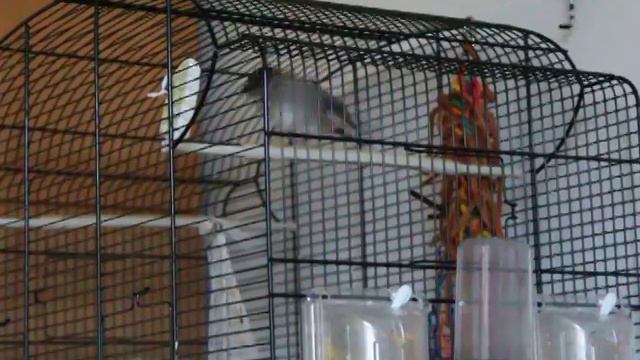 Птичка Петя смотреть онлайн