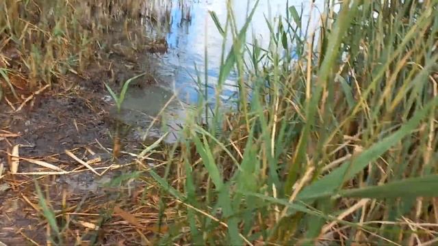 камышовая собака/reed dog смотреть онлайн