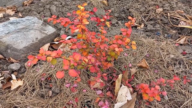 На даче. ( Новые посадки после первых заморозков ). смотреть онлайн