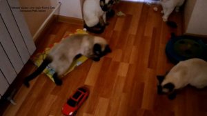 Как пять котиков знакомились с дистанционно-управляемым автомобилем! Тайские кошки - это чудо!