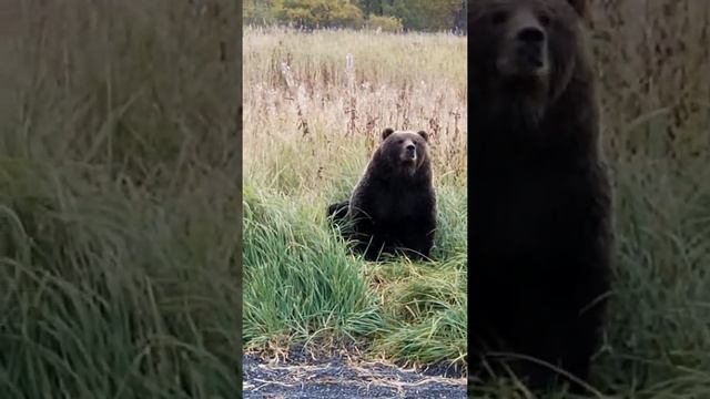 Kodiak Brown Bear 'Wanda Bear' смотреть онлайн