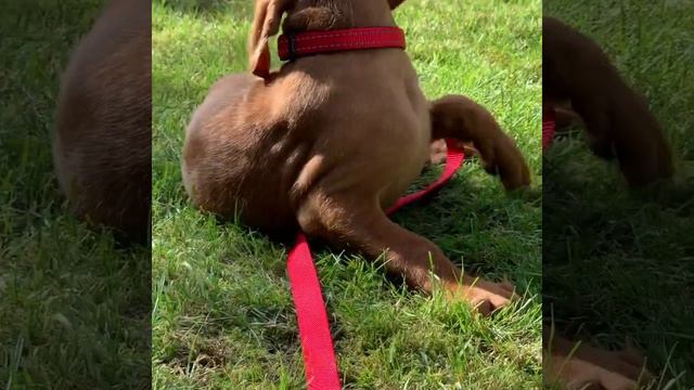 Bruno as a puppy: first day we brought him home. смотреть онлайн