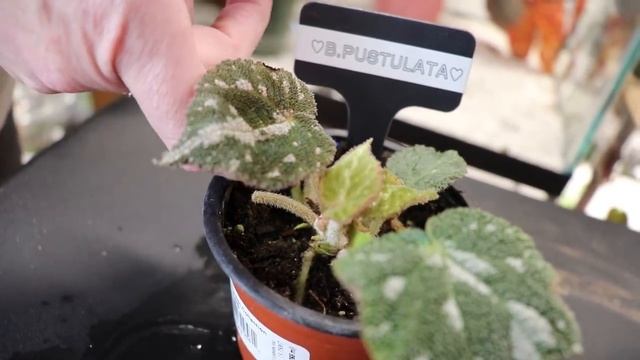 Terrarium Begonia Plant Tour & Begonia Care Tips смотреть онлайн