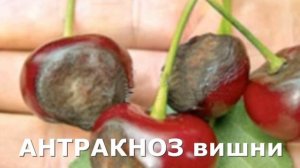 Обработка сада  В СЕНТЯБРЕ. Болезни.