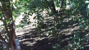 Грушевый джем на зиму