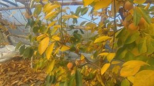 Хурма НИКИТСКАЯ БОРДОВАЯ в Беларуси, конец октября.