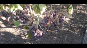 Созревшие сорта винограда на август-сентябрь:Чёрный коготь, Звёздные врата,Днепровский розовый ...