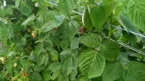 малина маравила