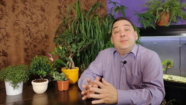 Гиппеаструм после цветения. Что с ним делать дальше? [ТОЛЬКО НЕ ЭТО!] смотреть онлайн