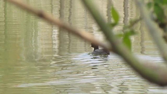 Утка Лысуха*Байки грибника смотреть онлайн