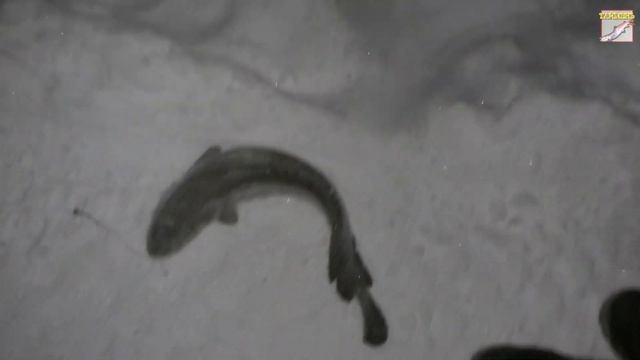 Вездеход 6х6 "ТАЙМЕНЬ". Рыбалка на крутых берегах Лозьвы, урез Ивашково смотреть онлайн