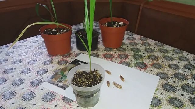 Вашингтония нитеносная.Обычные финиковые пальмы. смотреть онлайн