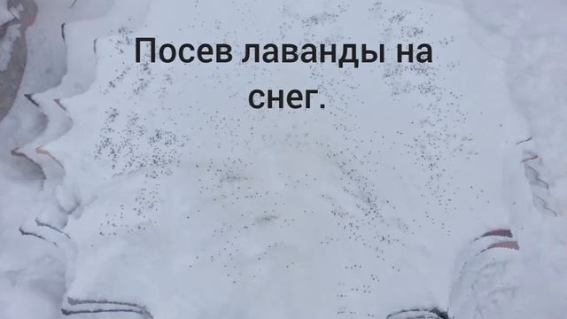 Посев лаванды на снег. #Лаванда. # смотреть онлайн