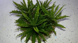 Pogostemon Helferi