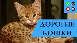 ДОРОГИЕ ПОРОДЫ КОШЕК – интересные факты