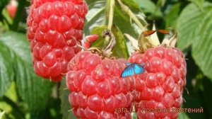 Малина традиционная Журавлик (rubus zhuravlik) ? Журавлик обзор: как сажать, саженцы малины Журавли