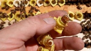 Чистим мисочки для вывода маток