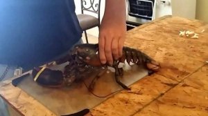 США. Как приготовить лобстера. Lobster cooking.