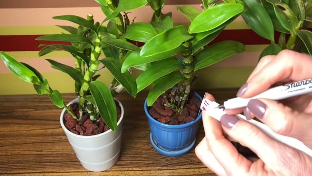 Орхидеи дендробиум нобиле и Dendrobium spectabile. Немного об уходе. Пересадка нобиле в новый грунт смотреть онлайн