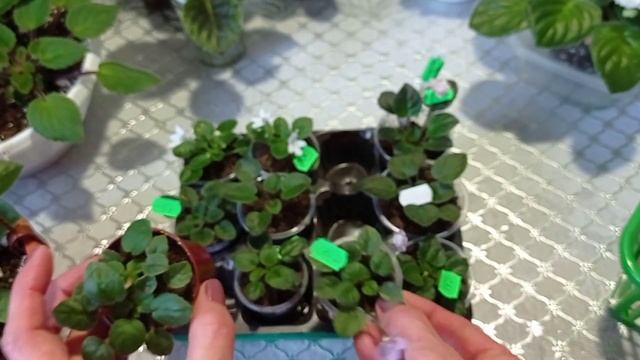 Онлайн Магазин Фиалок ?. Фиалки у Алисы. смотреть онлайн