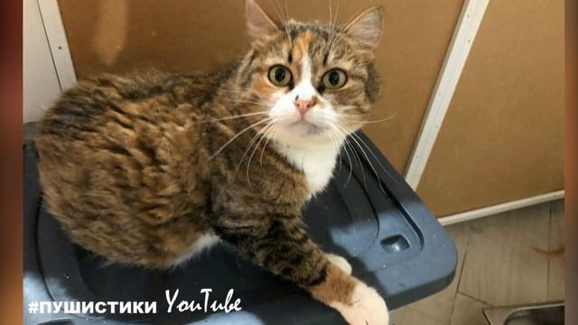 После смерти хозяйки у нее случился инфаркт... Она просто лежала, никого не видя... смотреть онлайн