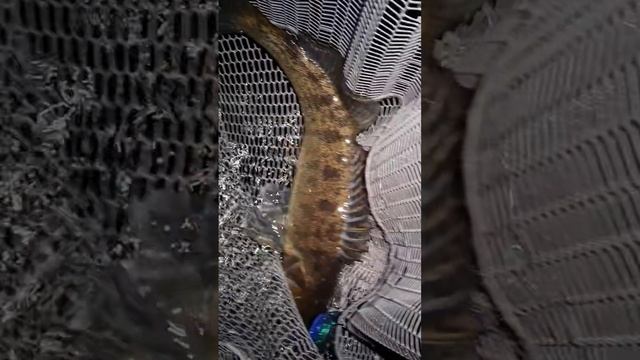 Рыбалка на Волге. Развлекаемся с судаками