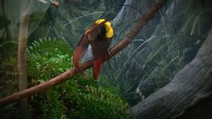 Экзотические птицы  /  Exotic birds . Голоса птиц