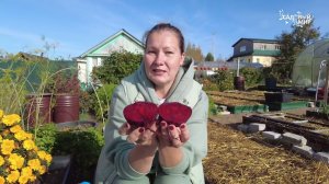 Свекла на зиму - собираем поздний урожай. Как сохранить свеклу.