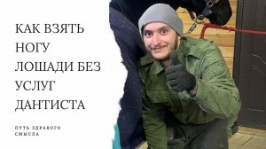 Целые зубы показатель успешного опыта при работе с лошадьми