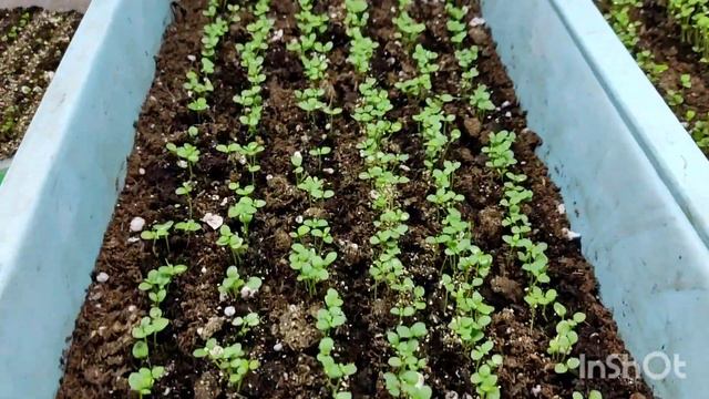 обзор всходов.как не загубить свои сеянцы😃 это важно!!! смотреть онлайн