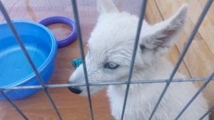 Белая голубоглазая Хаски после купания. White Husky Puppy