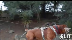 BOERBOEL vs BULLMASTIFF dog breeds