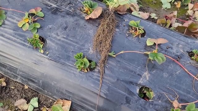 Простой и быстрый способ, чистки клубники!