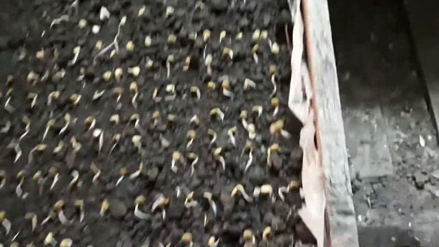 Посев пророщенных семян перца 7 дней. смотреть онлайн