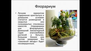 Криптантус  "земляная звезда"