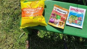 КЛЕМАТИСЫ БУДУТ УСЫПАНЫ ЦВЕТАМИ, самая простая подкормка в июне.