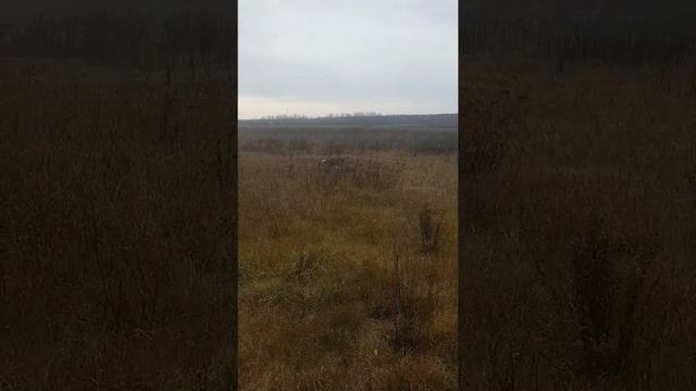 Чехословацкий влчак Гарри смотреть онлайн