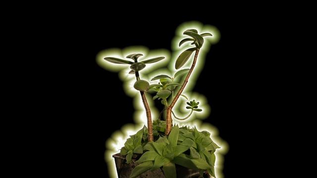 Harmony of plants「Crassula ovata」 смотреть онлайн